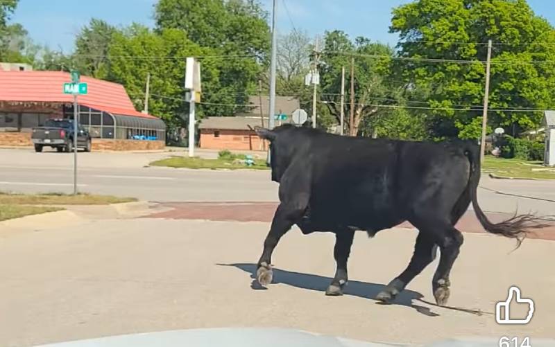 BULL RUN: Animal’s dash through Winfield ends safely with no injuries or damage
