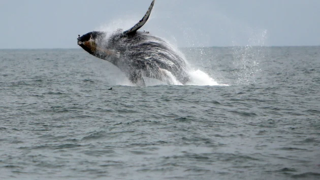 Marine researchers concerned over uptick in whale deaths in San Francisco Bay Area