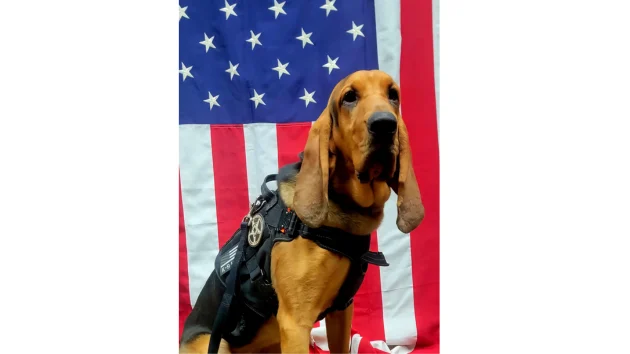 Georgia police dog dies after being left in hot car; deputy fired