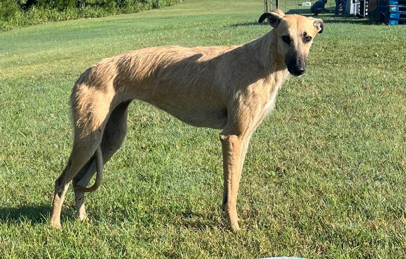 Dog on the run in Ark City for nearly 2 years, finally caught after much effort