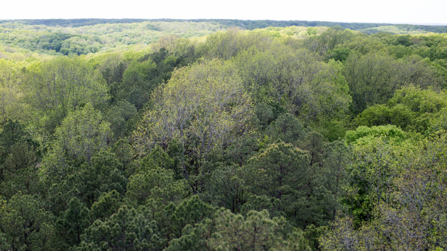 Police dog finds 2 missing 11-year-old kids deep in national forest