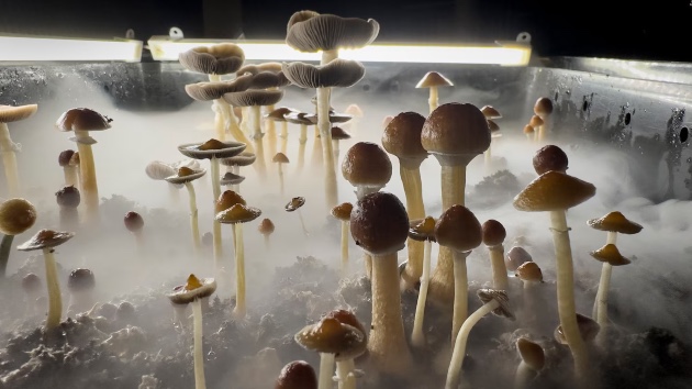FDA issues vouchers to 3 companies to help fast track review of potential psychedelic medications