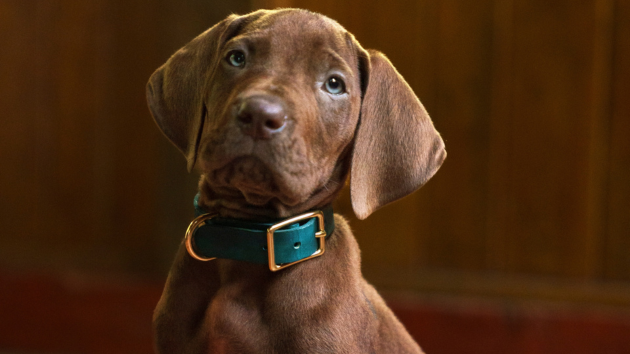 ‘Scooby-Doo: Origins’ to have real dog portray titular pup, sets 2027 premiere