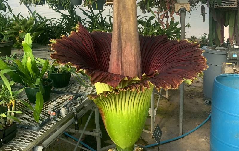 Rare corpse flower bloom set to happen this week at Southwestern College